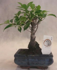 Bonsai aac japon aa bitkisi  Tokat uluslararas iek gnderme 