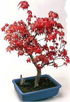 Amerikan akaaa bonsai bitkisi  Tokat uluslararas iek gnderme 