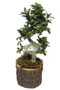 Doal ktkte bonsai saks bitkisi  Tokat cicek , cicekci 