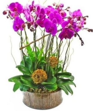 Ahap ktkte lila mor orkide 8 li  Tokat online ieki firmas