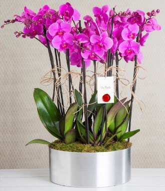11 dall mor orkide metal vazoda  Tokat cicekciler , cicek siparisi 