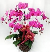 Sepet ierisinde 5 dall lila orkide  Tokat iek servisi , ieki adresleri 