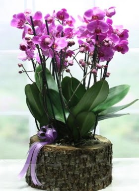 Ktk ierisinde 6 dall mor orkide  Tokat iek servisi , ieki adresleri 