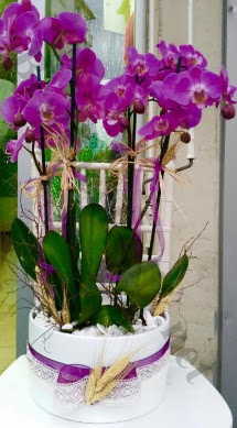 Seramik vazoda 4 dall mor lila orkide  Tokat iek gnderme sitemiz gvenlidir 