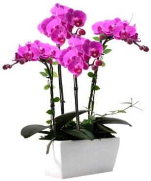 Seramik vazo ierisinde 4 dall mor orkide  Tokat hediye sevgilime hediye iek 