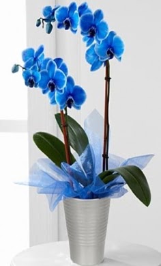 Seramik vazo ierisinde 2 dall mavi orkide  Tokat iek online iek siparii 
