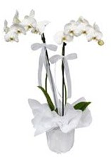 2 dall beyaz orkide  Tokat iekiler 
