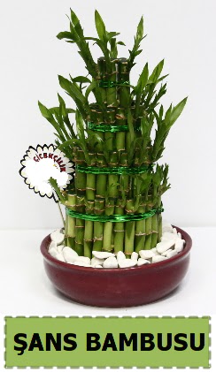 ans piramit bambu saks bitkisi  Tokat hediye sevgilime hediye iek 