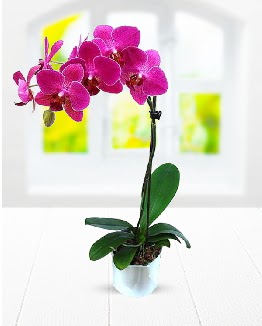 Tek dall mor orkide  Tokat hediye sevgilime hediye iek 