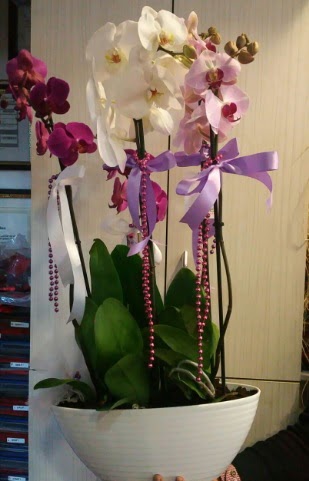 Mor ve beyaz ve pembe 6 dall orkide  Tokat iek servisi , ieki adresleri 