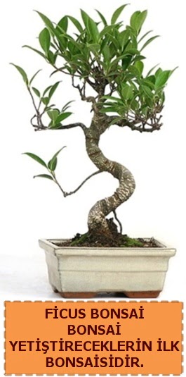 Ficus bonsai 15 ile 25 cm arasndadr  Tokat uluslararas iek gnderme 