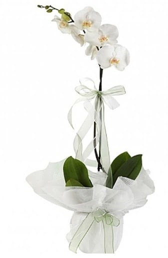 Tekli Beyaz Orkide  Tokat iek maazas , ieki adresleri 