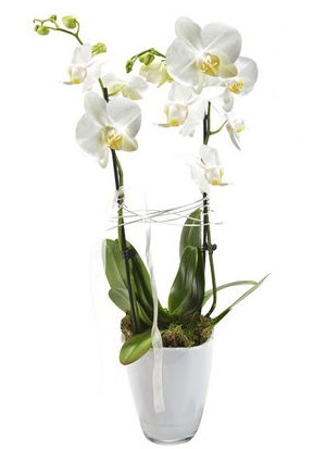 2 dall beyaz seramik beyaz orkide sakss  Tokat cicekciler , cicek siparisi 