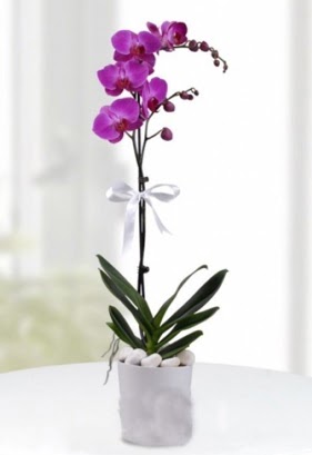 Tek dall saksda mor orkide iei  Tokat online ieki , iek siparii 