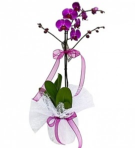 Tek dall saksda ithal mor orkide iei  Tokat online ieki , iek siparii 