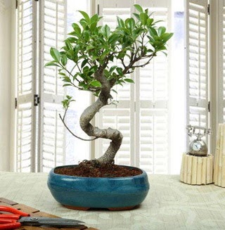Amazing Bonsai Ficus S thal  Tokat iek yolla , iek gnder , ieki  