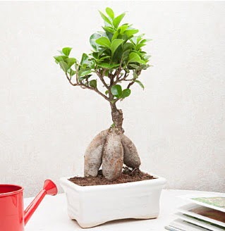 Exotic Ficus Bonsai ginseng  Tokat ieki maazas 