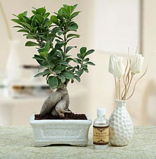 Ginseng ficus bonsai  Tokat online ieki , iek siparii 