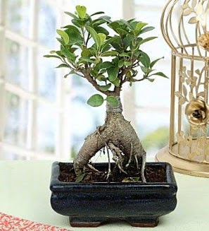 Appealing Ficus Ginseng Bonsai  Tokat iek , ieki telefonlar , iekilik 