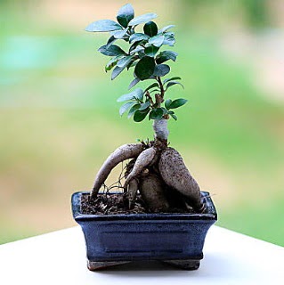 Marvellous Ficus Microcarpa ginseng bonsai  Tokat nternetten iek siparii 