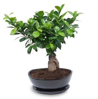 Ginseng bonsai aac zel ithal rn  Tokat online ieki firmas