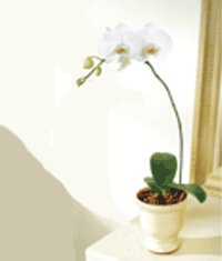  Tokat 14 ubat sevgililer gn iek  Saksida kaliteli bir orkide