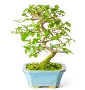 S zerkova bonsai ksa sreliine  Tokat cicek , cicekci 