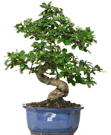 21 ile 25 cm aras zel S bonsai japon aac  Tokat anneler gn iek yolla 