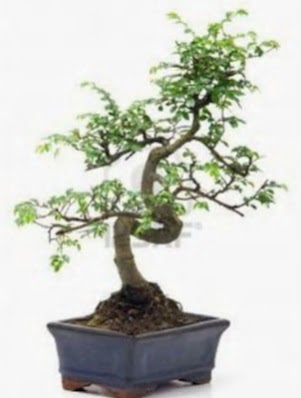 S gvde bonsai minyatr aa japon aac  Tokat hediye sevgilime hediye iek 