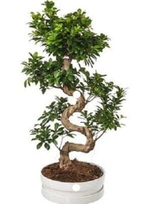 90 cm ile 100 cm civar S peyzaj bonsai  Tokat cicekciler , cicek siparisi 