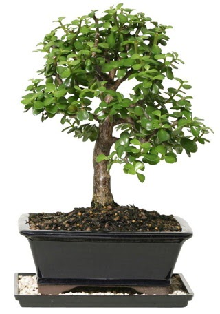 15 cm civar Zerkova bonsai bitkisi  Tokat gvenli kaliteli hzl iek 