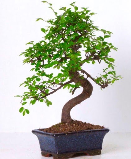 S gvdeli bonsai minyatr aa japon aac  Tokat cicekciler , cicek siparisi 