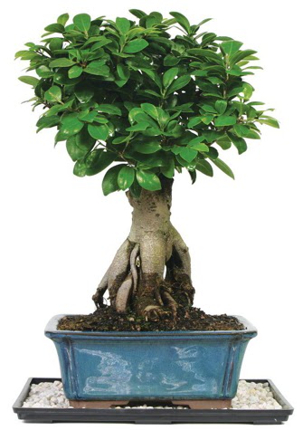 Bonsai Ginsing Grafted Ficus Bonsai  Tokat uluslararas iek gnderme 