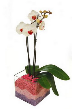 Tokat ieki telefonlar  tek dal cam yada mika vazo ierisinde orkide