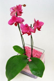  Tokat kaliteli taze ve ucuz iekler  tek dal cam yada mika vazo ierisinde orkide