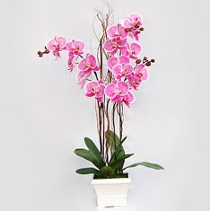  Tokat iek gnderme  2 adet orkide - 2 dal orkide