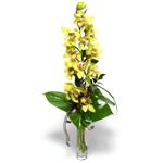  Tokat uluslararas iek gnderme  1 dal orkide iegi - cam vazo ierisinde -