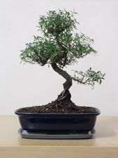 ithal bonsai saksi iegi  Tokat nternetten iek siparii 