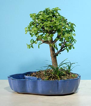 ithal bonsai saksi iegi  Tokat online ieki , iek siparii 