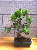 ithal bonsai saksi iegi  Tokat ucuz iek gnder 
