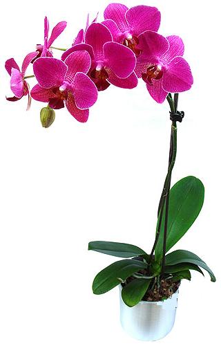  Tokat kaliteli taze ve ucuz iekler  saksi orkide iegi