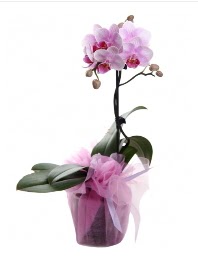 1 dal pembe orkide saks iei  Tokat internetten iek sat 