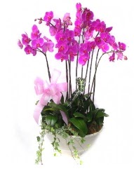 9 dal orkide saks iei  Tokat iekiler 