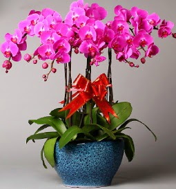7 dall mor orkide  Tokat hediye iek yolla 