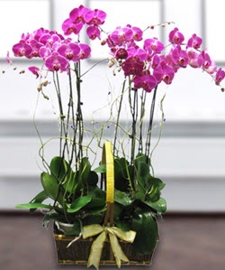 4 dall mor orkide  Tokat iekiler 