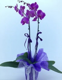 2 dall mor orkide  Tokat internetten iek sat 
