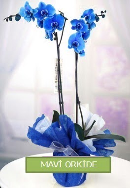 2 dall mavi orkide  Tokat online ieki , iek siparii 