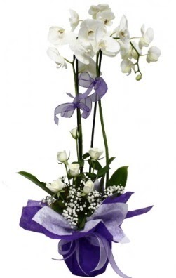 2 dall beyaz orkide 5 adet beyaz gl  Tokat kaliteli taze ve ucuz iekler 