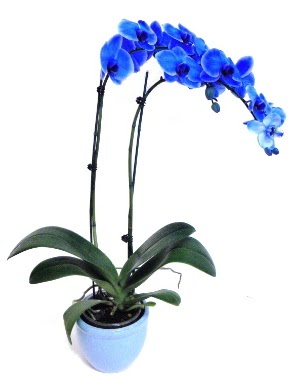 Seramikli 2 dall sper esiz mavi orkide  Tokat ieki maazas 