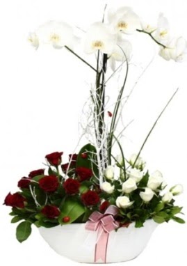 Tek dal beyaz orkide 8 beyaz 8 krmz gl  Tokat hediye sevgilime hediye iek 